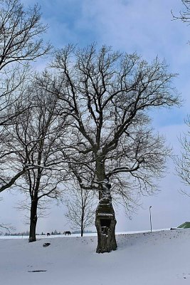 Quercus robur - dub letní - zimní habitus (1)